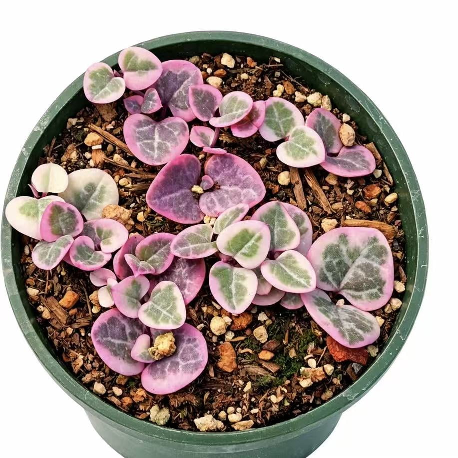 Live Trailing Succulent Plants string Plants (4" Pot Variegated String of Hearts)