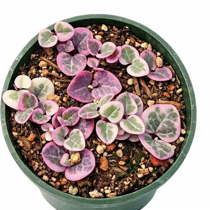 Live Trailing Succulent Plants string Plants (4" Pot Variegated String of Hearts)