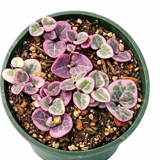 Live Trailing Succulent Plants string Plants (4" Pot Variegated String of Hearts)