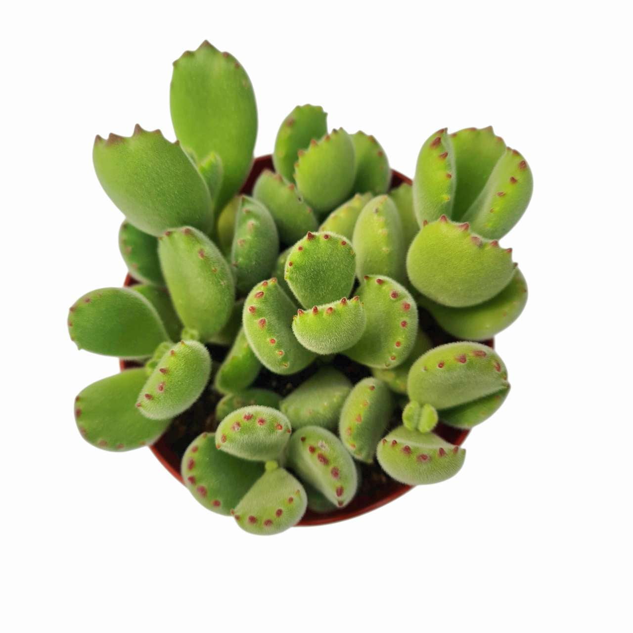 4"pot Live Succulent Plant – Cotyledon Tomentosa 'Bear Paw' (Non-Variegated, Green)