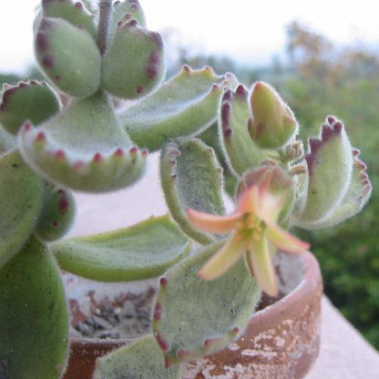 [Series] Cotyledon Succulents – 2" Pots (6 Varieties)