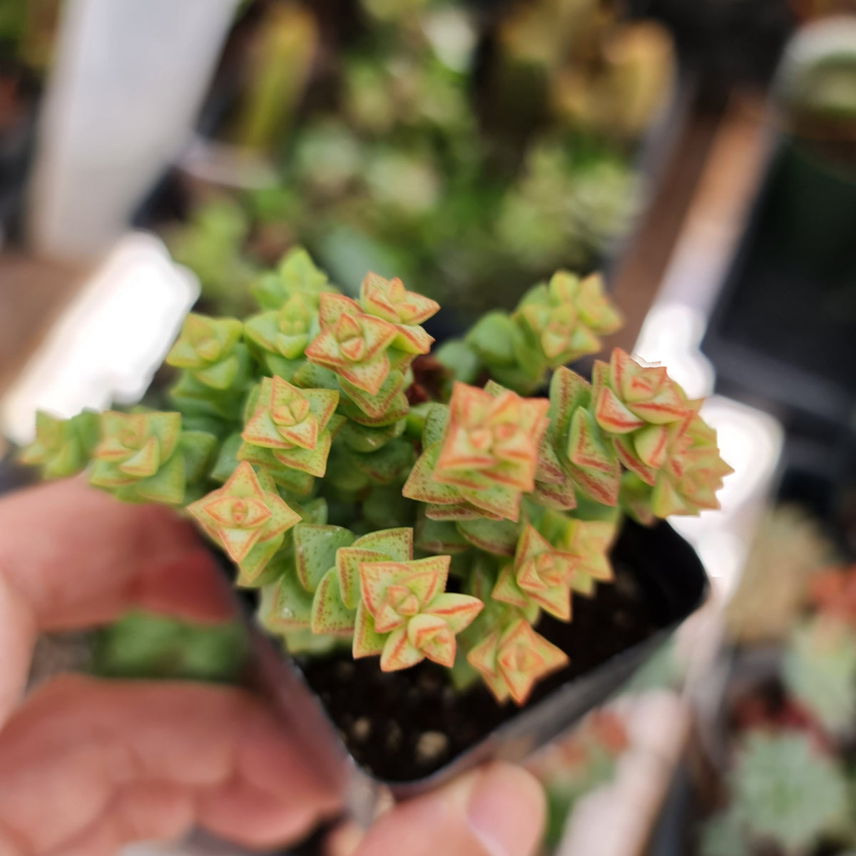 [Series] Crassula Succulents – 2" Pots (18 Varieties)