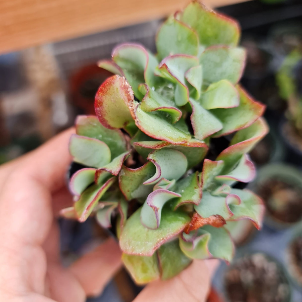[Series] Crassula Succulents – 2" Pots (18 Varieties)
