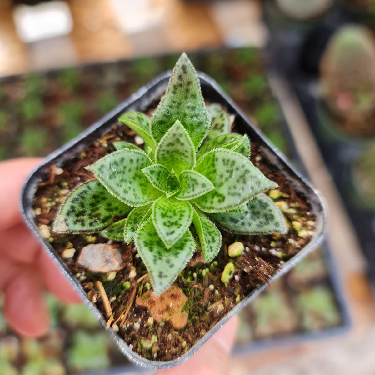 [Series] Crassula Succulents – 2" Pots (18 Varieties)