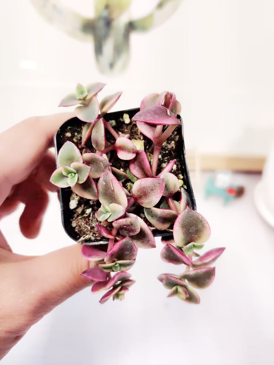 [Series] Crassula Succulents – 2" Pots (18 Varieties)