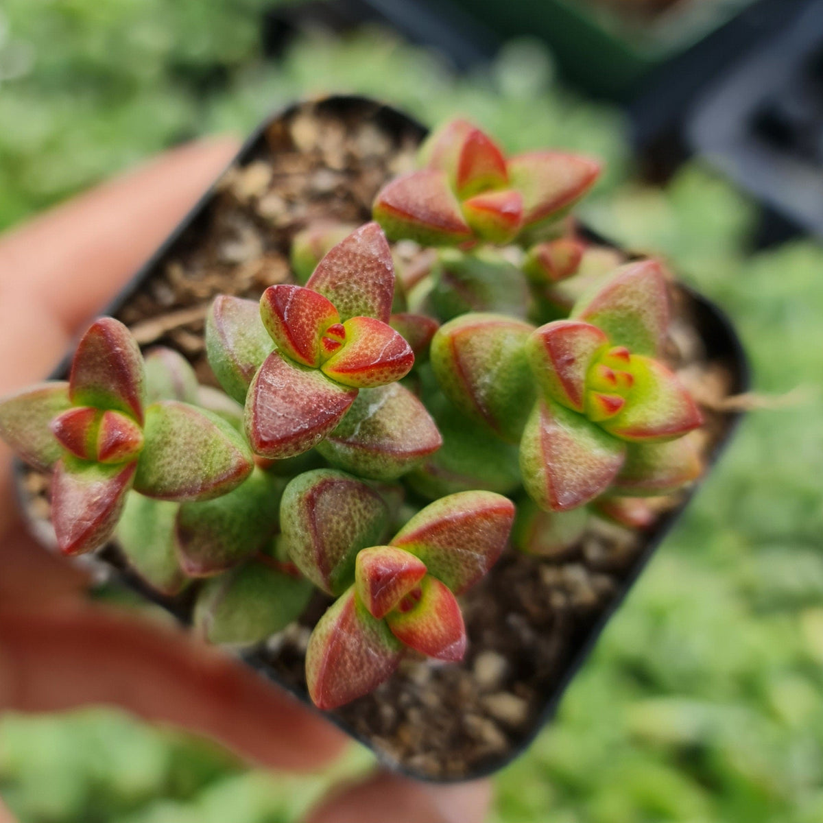 [Series] Crassula Succulents – 2" Pots (18 Varieties)