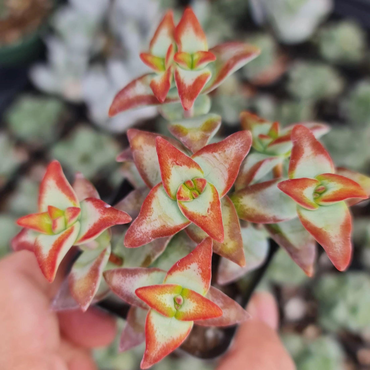 [Series] Crassula Succulents – 2" Pots (18 Varieties)