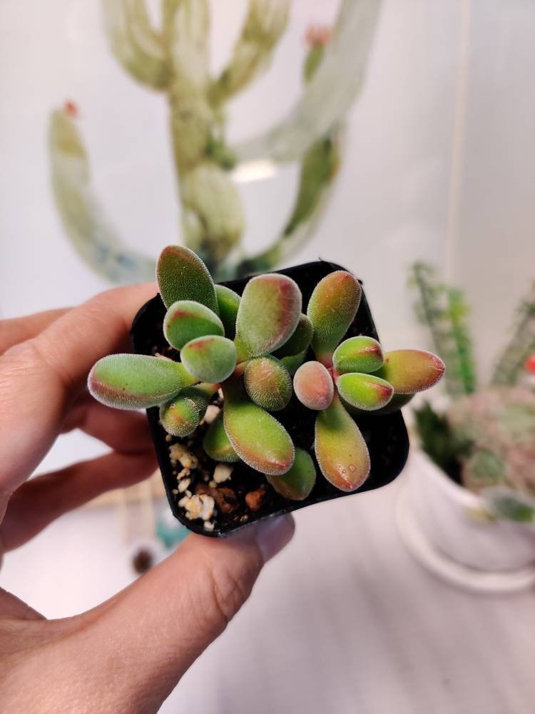 [Series] Crassula Succulents – 2" Pots (18 Varieties)