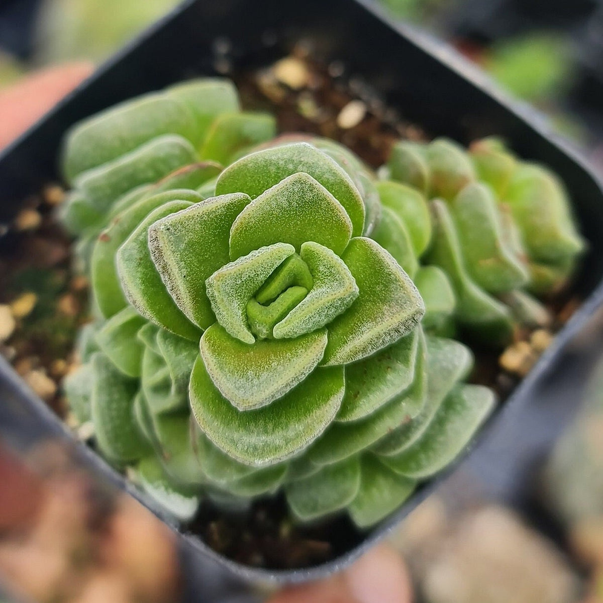 [Series] Crassula Succulents – 2" Pots (18 Varieties)