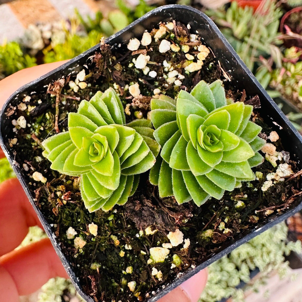 [Series] Crassula Succulents – 2" Pots (18 Varieties)