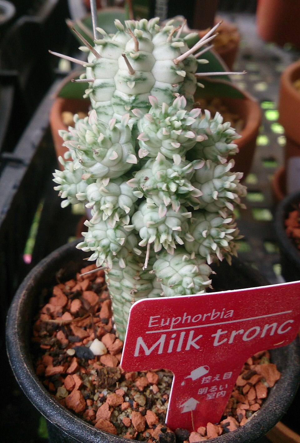 [Series] Euphorbia Succulents – 2" Pots (5 Varieties)