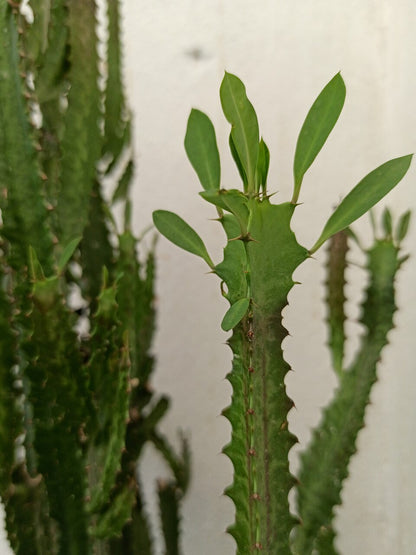 [Series] Euphorbia Succulents – 2" Pots (5 Varieties)