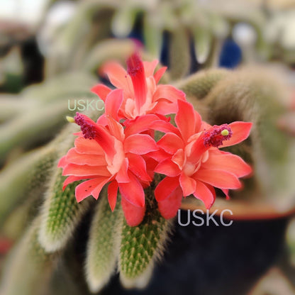 [Series] Opuntia Succulents – 2" Pots (5 Varieties)
