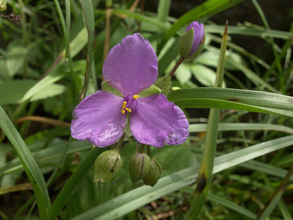 [Series] Tradescantia Succulents – 2" Pots (5 Varieties)