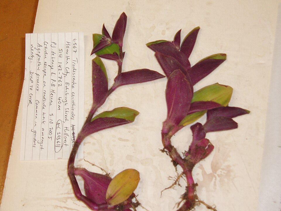 [Series] Tradescantia Succulents – 2" Pots (5 Varieties)