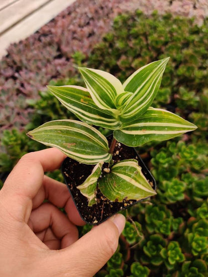 [Series] Tradescantia Succulents – 2" Pots (5 Varieties)