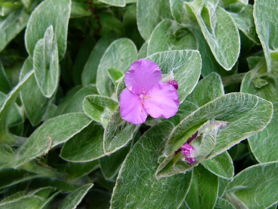 [Series] Tradescantia Succulents – 2" Pots (5 Varieties)