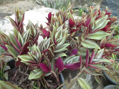 [Series] Tradescantia Succulents – 2" Pots (5 Varieties)