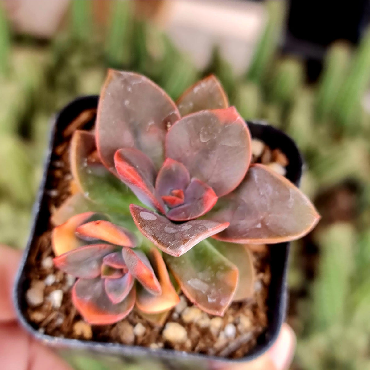 [Series] Echeveria Succulents – 2" Pots (14 Varieties)