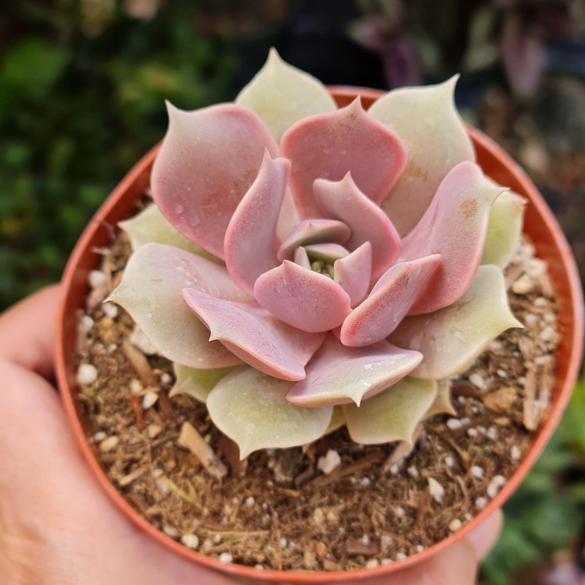[Series] Echeveria Succulents – 2" Pots (14 Varieties)