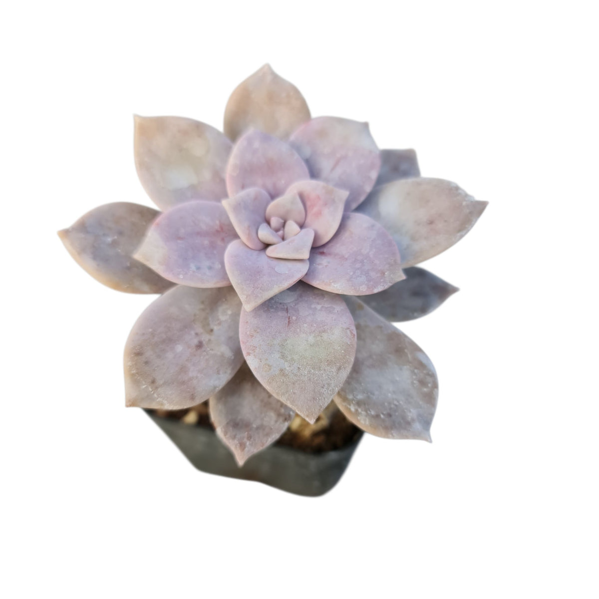 [Series] Graptopetalum Succulents – 2" Pots (2 Varieties)