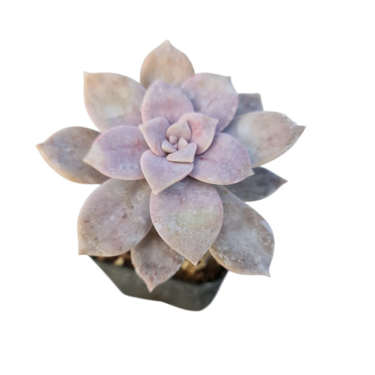 [Series] Graptopetalum Succulents – 2" Pots (2 Varieties)