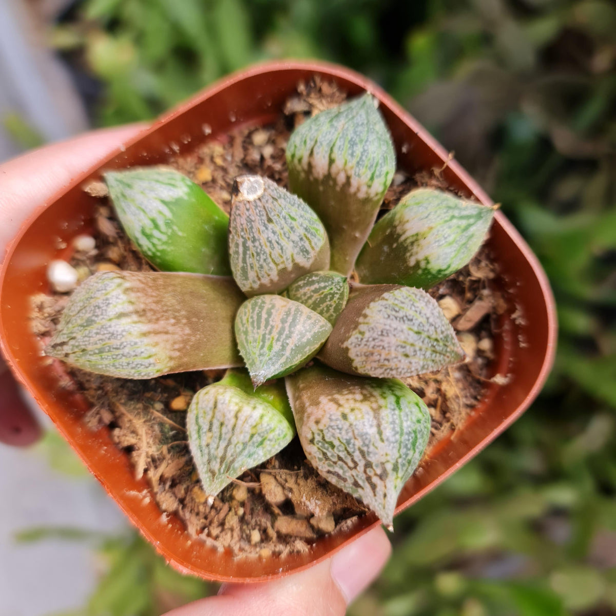 [Series] Haworthia Succulents – 2" Pots (12 Varieties)