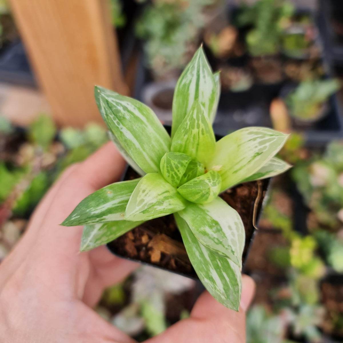 [Series] Haworthia Succulents – 2" Pots (12 Varieties)