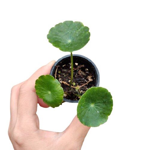 2"pot Hydrocotyle Verticillata Aquarium Plants Coins Grass