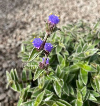2"pot 4Pot Cyanotis somaliensis "Kitten ears"
