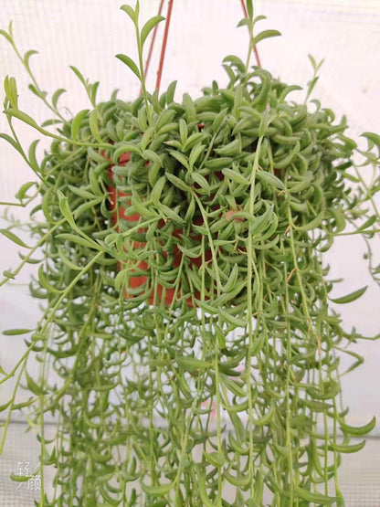 Cuttings/2" pot 4"pot String of Bananas