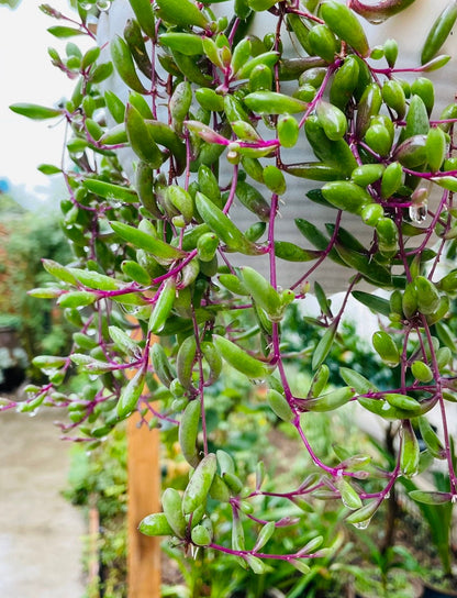 Cuttings/2" pot /4"pot Succulent Plants Othonna Capensis/Ruby Necklace