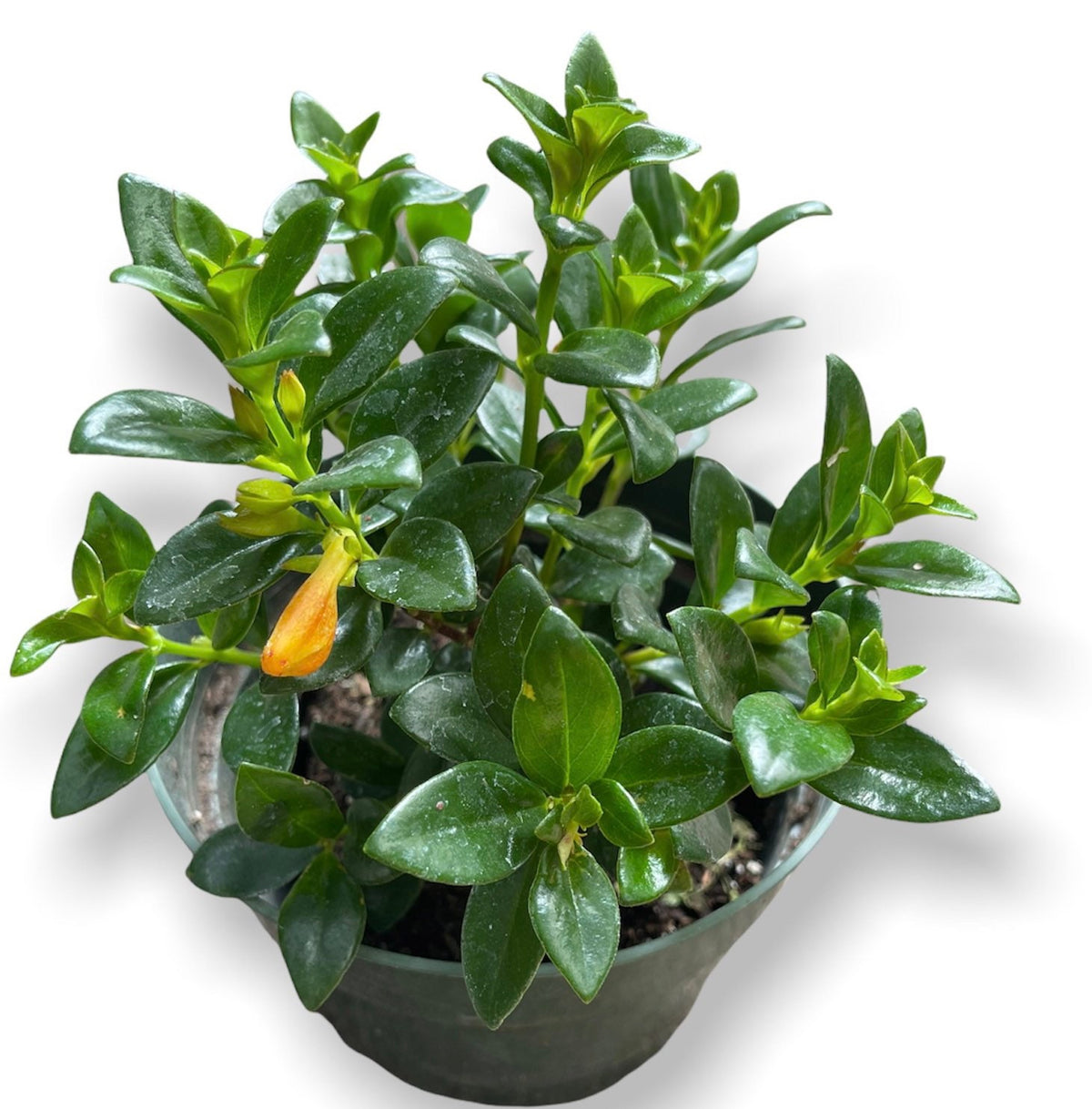 2"pot 4”pot Golden fish plant