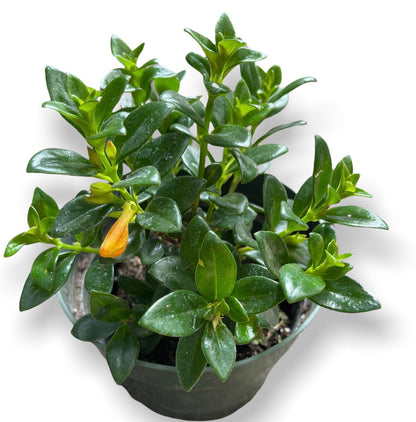 2"pot 4”pot Golden fish plant