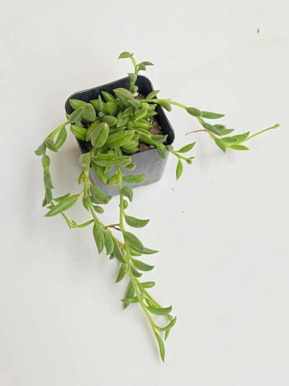 Cuttings/2" pot 4"pot String of Bananas