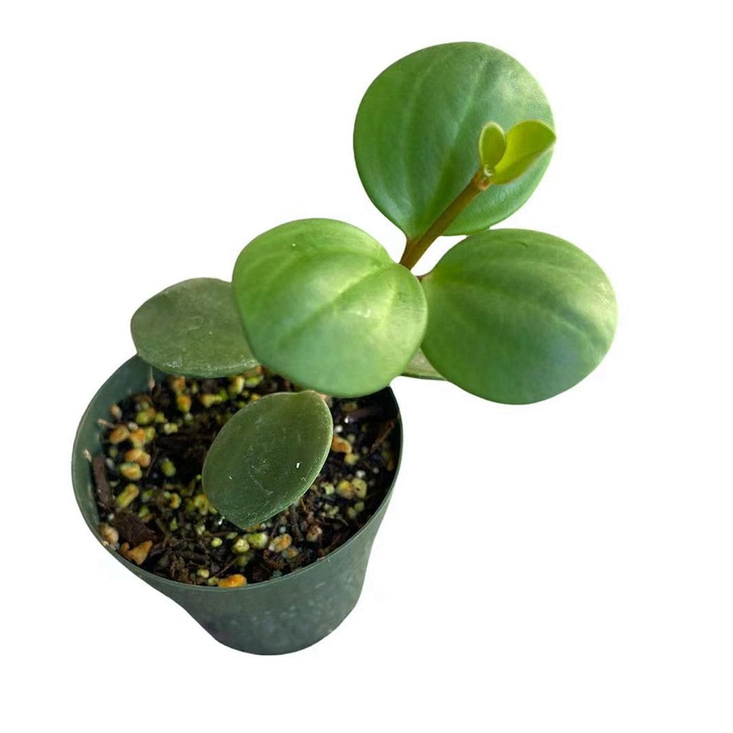 2.5"pot 4” pot Live Plant Peperomia Hope
