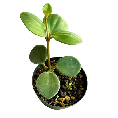 2.5"pot 4” pot Live Plant Peperomia Hope