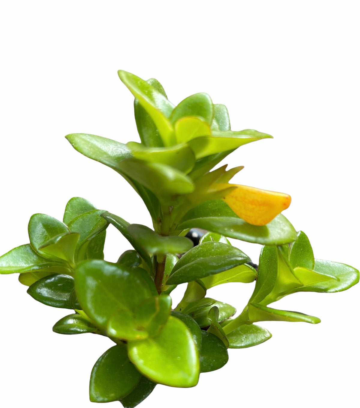 2"pot 4”pot Golden fish plant