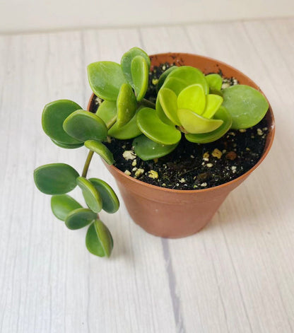2.5"pot 4” pot Live Plant Peperomia Hope