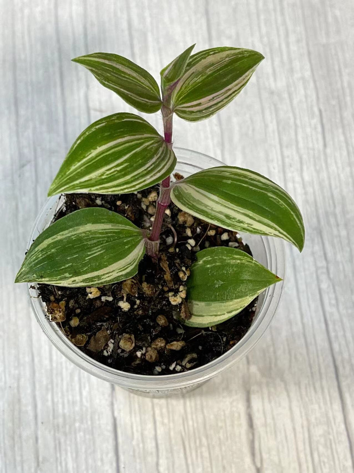 Cuttings/Rooted 2" pot Wandering Jew Tradescantia/Callisia