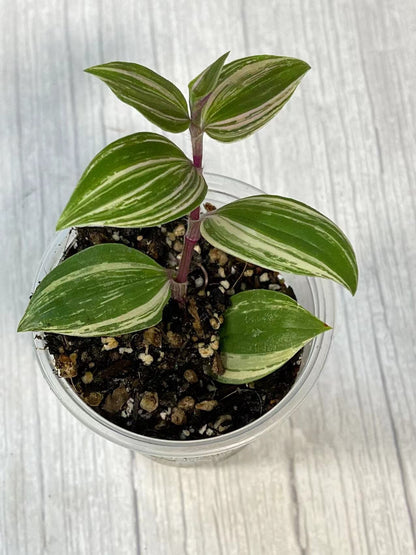 Cuttings/Rooted 2" pot Wandering Jew Tradescantia/Callisia