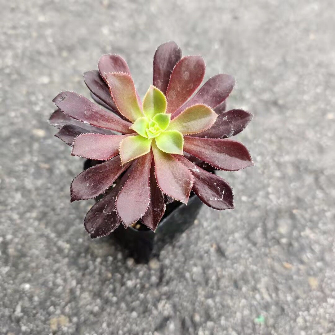 2"pot 4” pot Succulent Plants  Aeonium arboreum-Zwartkop