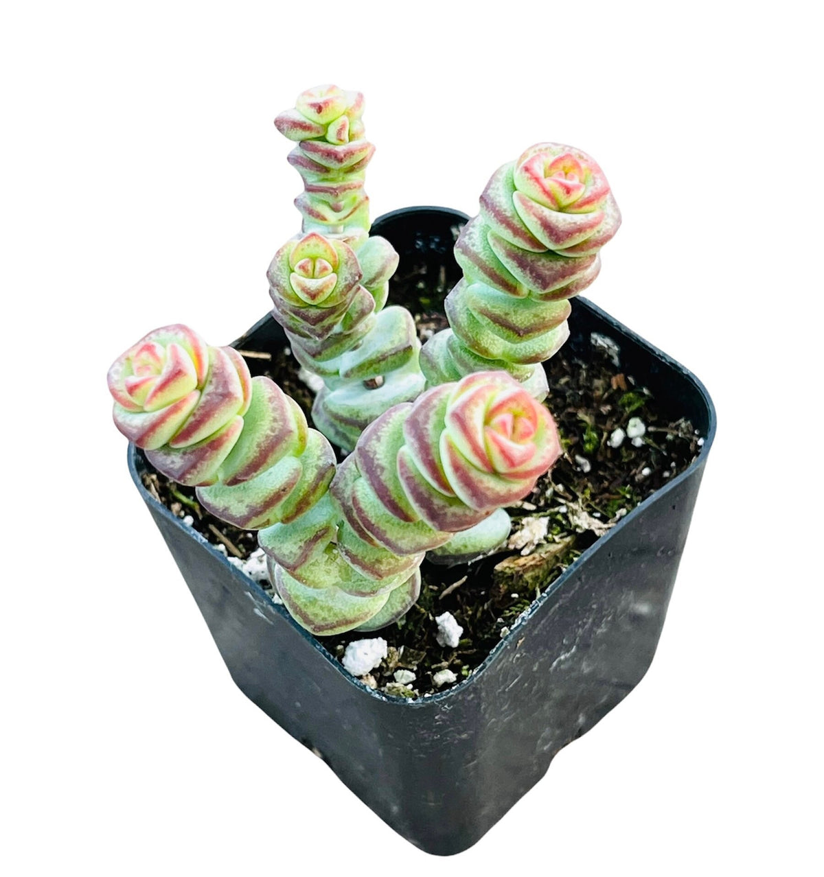 2"pot 4"pot Succulent Plants  Crassula  Jade Necklace  Vine Rosary