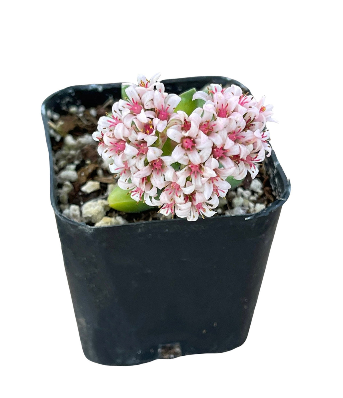 2”pot succulents Plants Crassula 'Spring time'