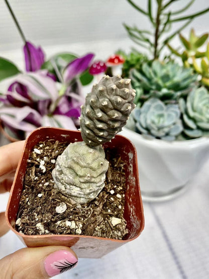 [Series] Opuntia Succulents – 2" Pots (5 Varieties)