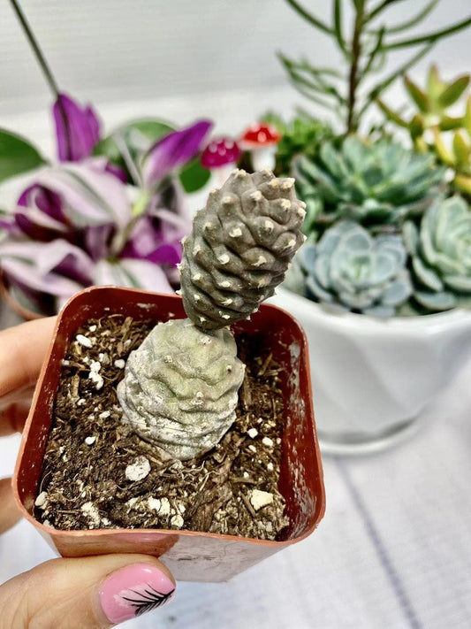 [Series] Opuntia Succulents – 2" Pots (5 Varieties)