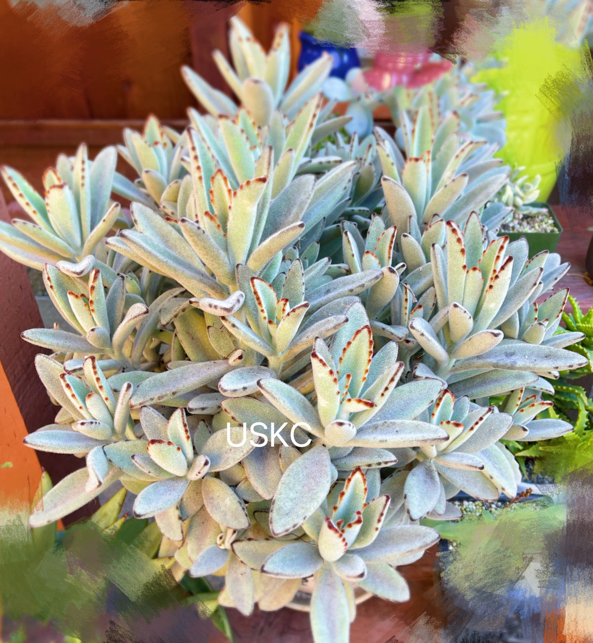 2"pot Kalanchoe Panda Plant