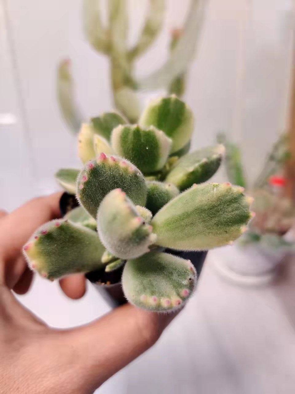 2”pot 4”pot  Succulent Plants Cotyledon tomentosa "Bear's Paw" Variegated