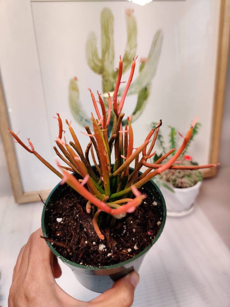 [Series] Euphorbia Succulents – 2" Pots (5 Varieties)