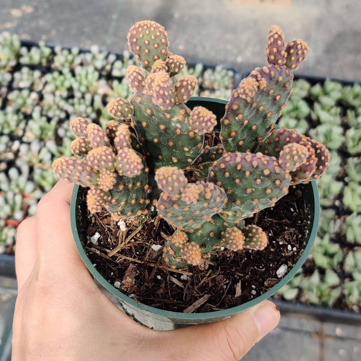 2"pot 4"pot  Cactus Opuntia Rufida f. Monstrosa